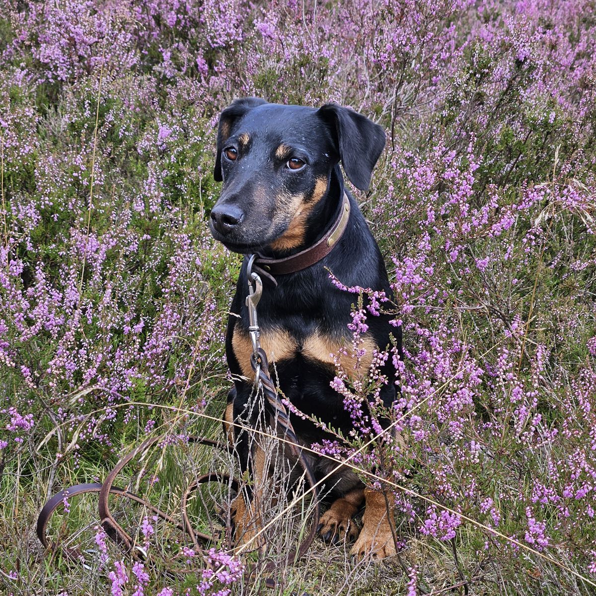 Jagdterrier Mona - Heideblüte 2026 in der Fischbeker Heide / Hamburg