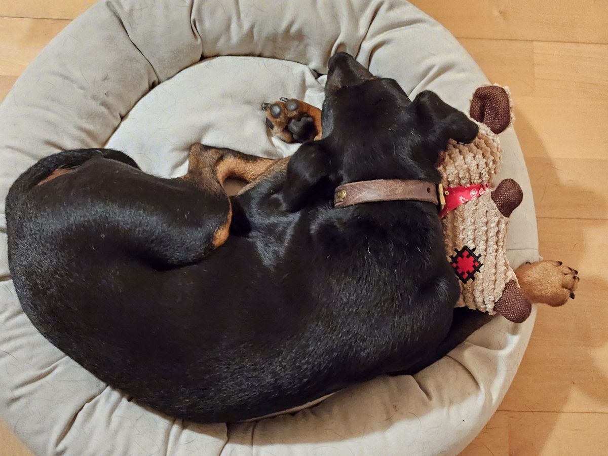 Jagdterrier Mona mit Schmusetier Mausi
