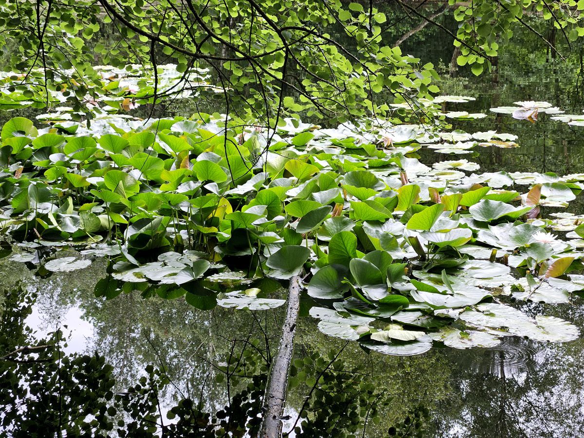 Krötenteich in Sandbek/Hamburg mit Seerosen 2026