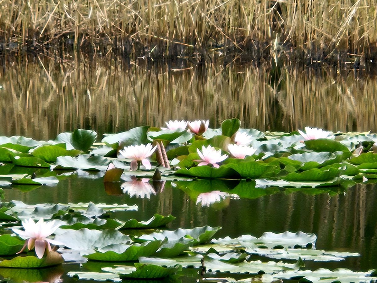Rosa Seerosen in einem dunklen Teich mit Schilf am Rand