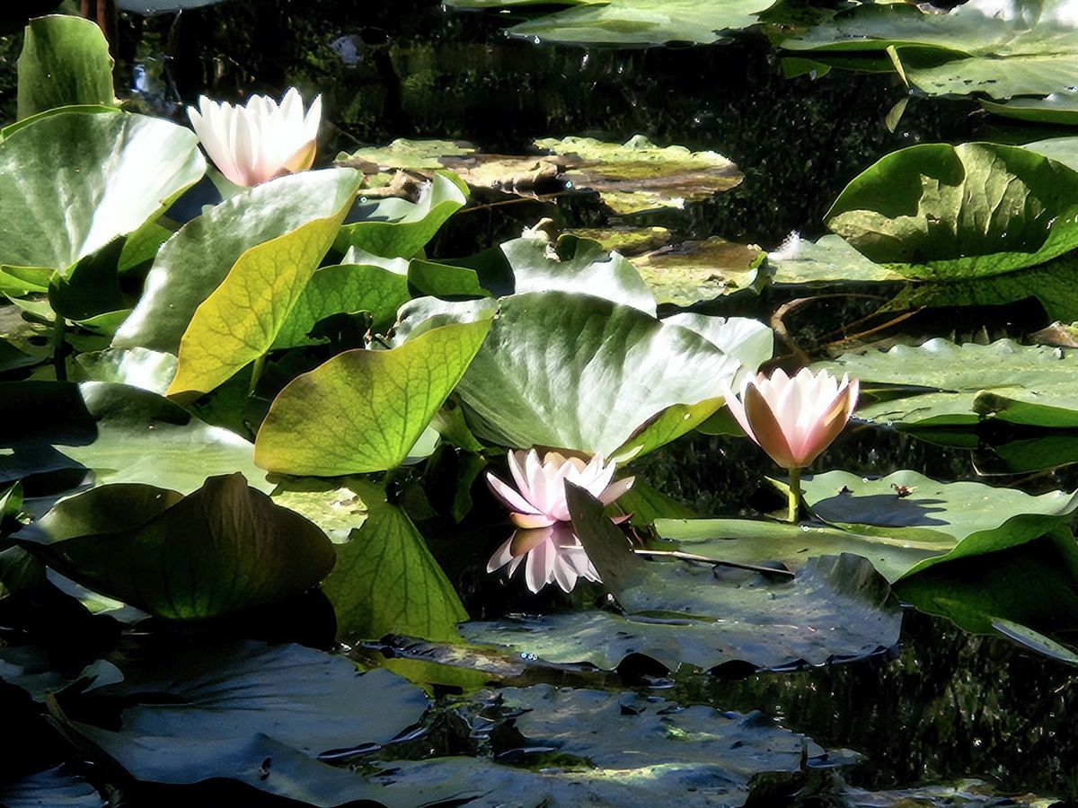 Rosa Seerosen in einem dunklen Teich