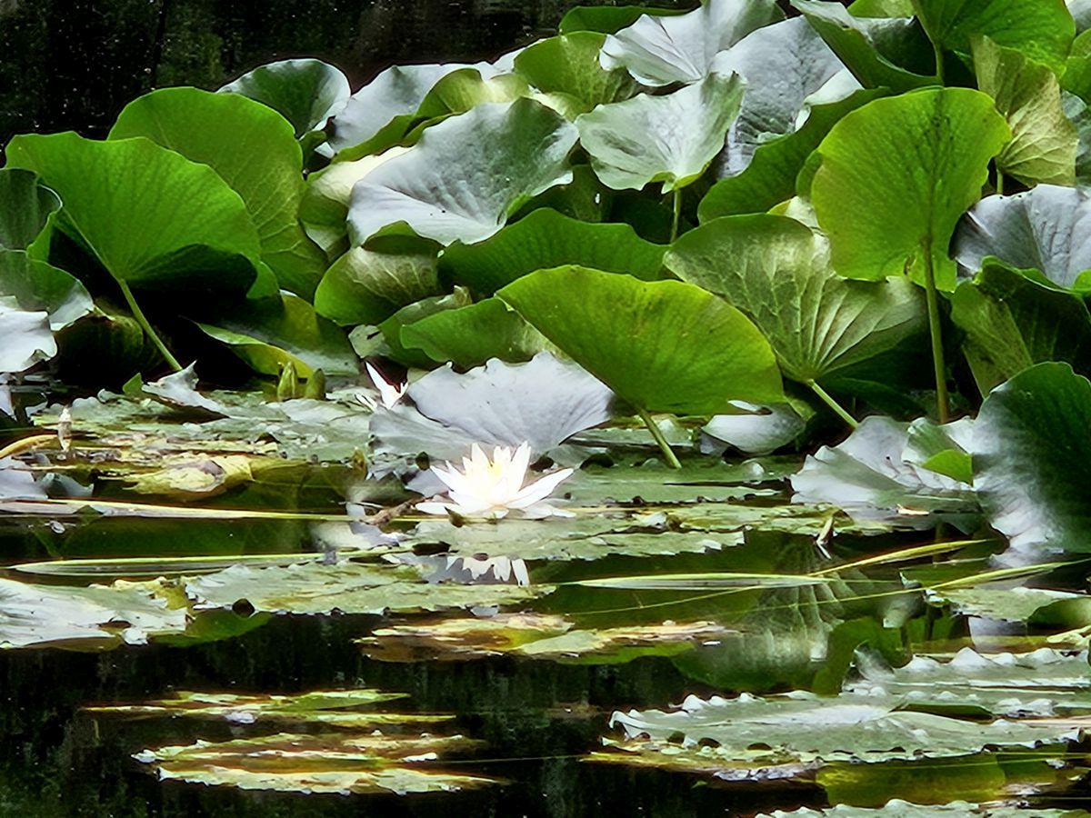 Weiße Seerosen in einem dunklen Teich