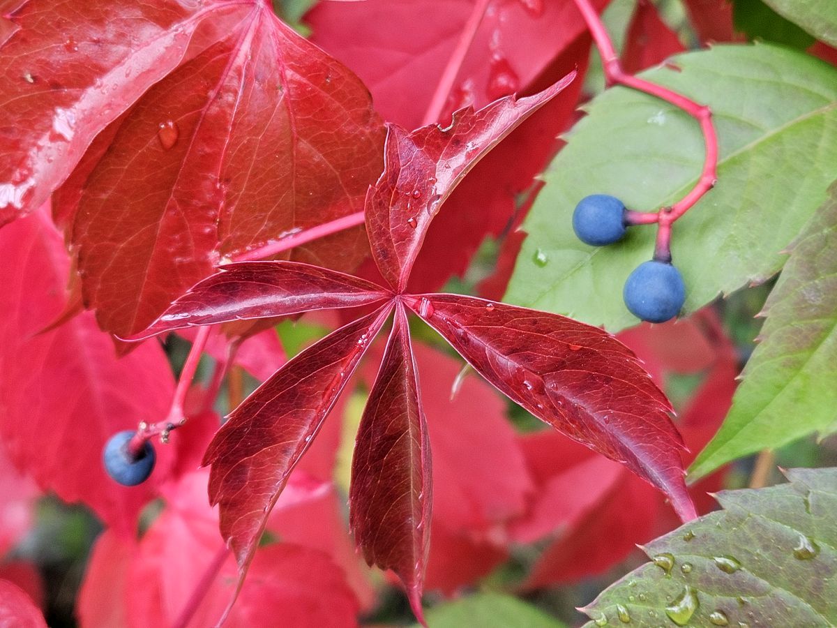 Rotes Weinlaub mit blauen Beeren