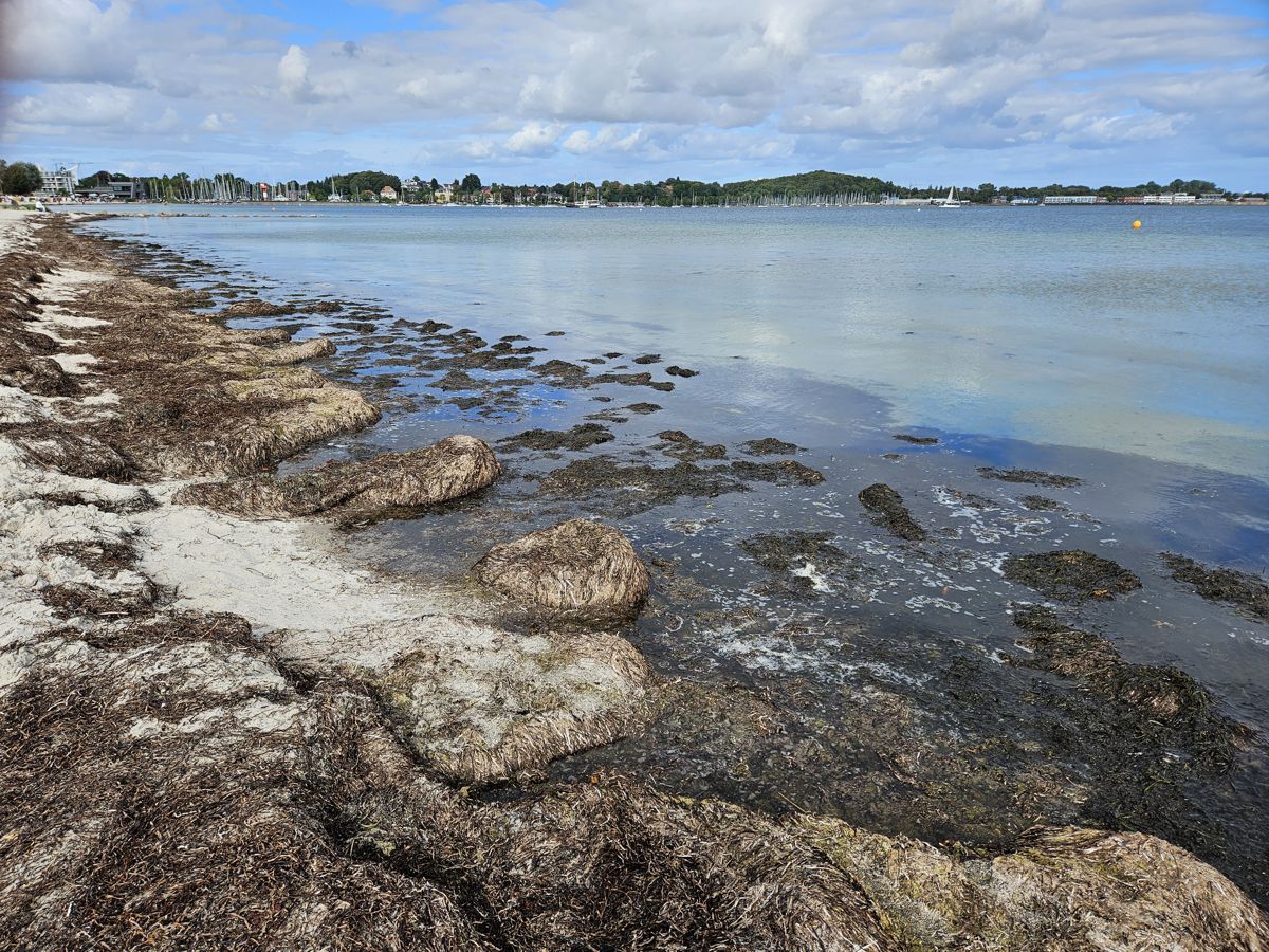 Eckernförder Strand im September 2026 mit vielen Algen