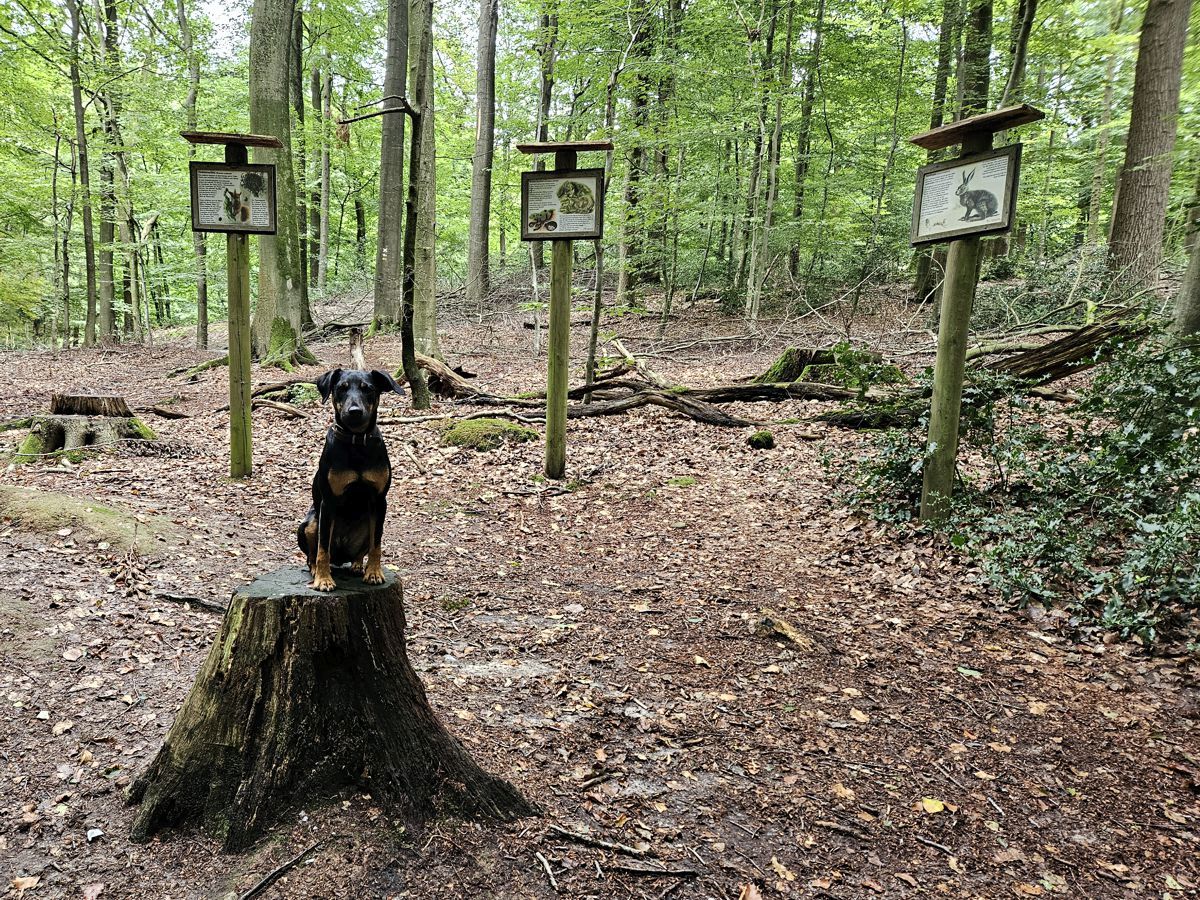 Hüttener Berge - Wanderroute 8 - Aschberg - Schoothorster Tal - Waldlehrpfad