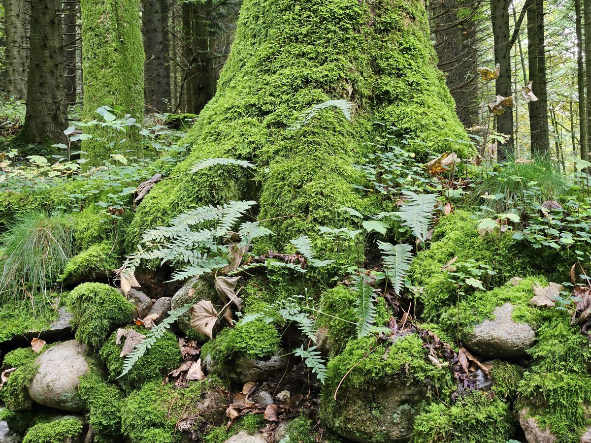 Brekendorfer Wald - Hüttener Berge - Wanderroute 7 - bemooster Hang und Baumstamm
