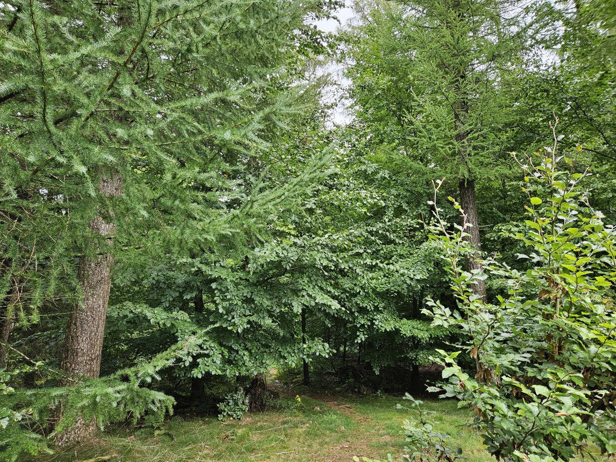 Brekendorfer Wald - Hüttener Berge - Wanderroute 7 - Scheelsberg 106 m ohne Ausblick nach Schleswig wegen Bewuchs