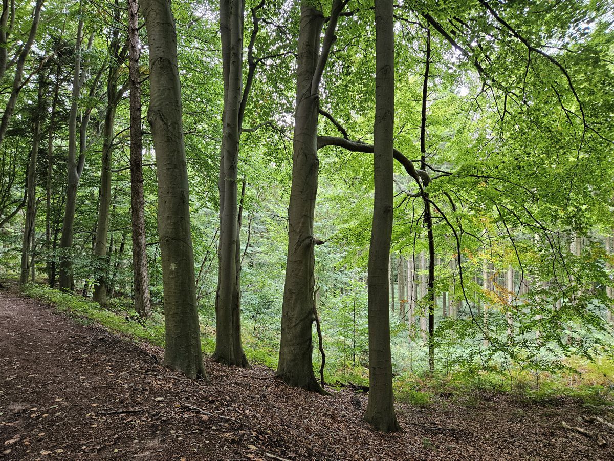 Brekendorfer Wald - Hüttener Berge - Wanderroute 7 - in der Nähe des Startorts Tirol im Wald