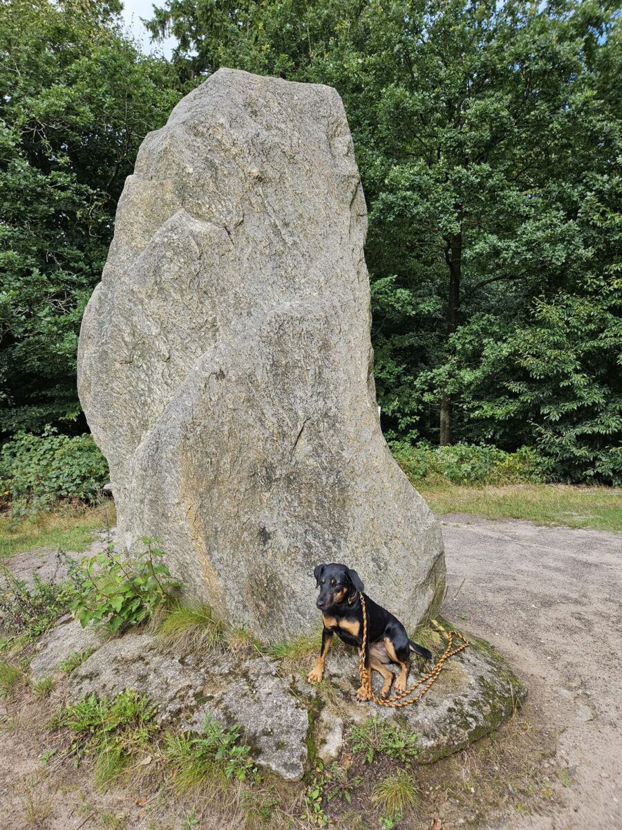 Heidberg, 99 m , Gipfelstein, im Brekendorfer Wald in den Hüttener Bergen - davor Jagdterrier Mona