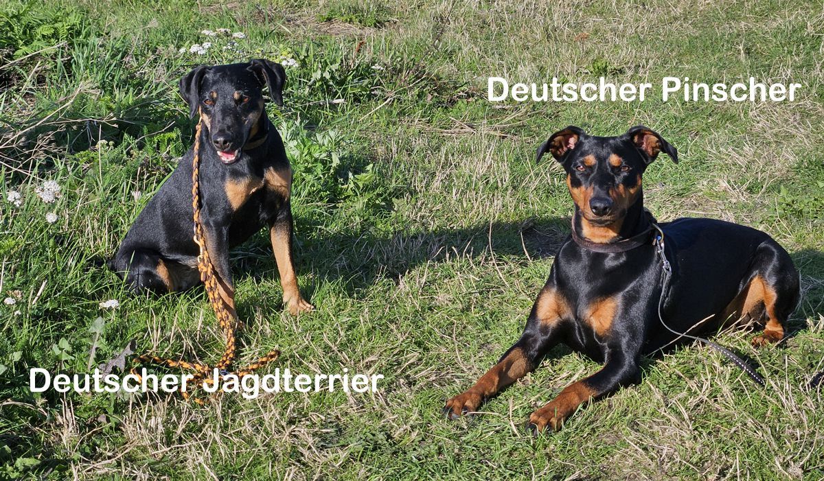 Links Deutscher Jagdterrier Mona (8,4 kg) - rechts Deutscher Pinscher Polly (16 kg)