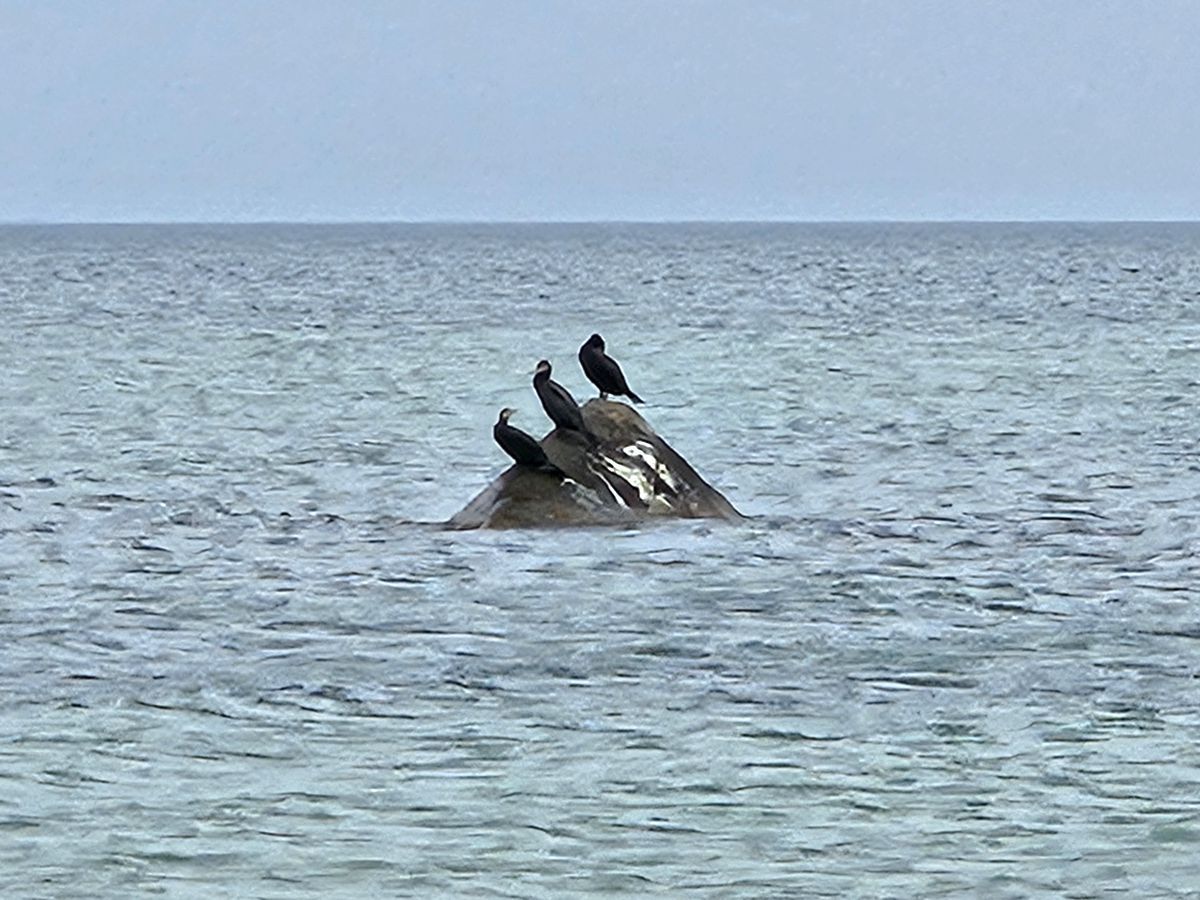 Drei Kormorane in der Ostsee auf einem Stein