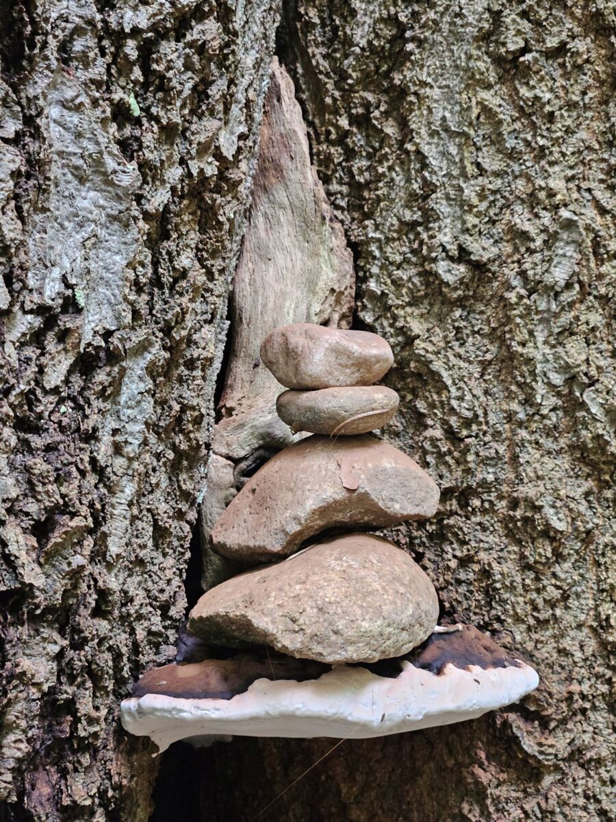 Steinmännchen im Baum auf einem Baumpilz