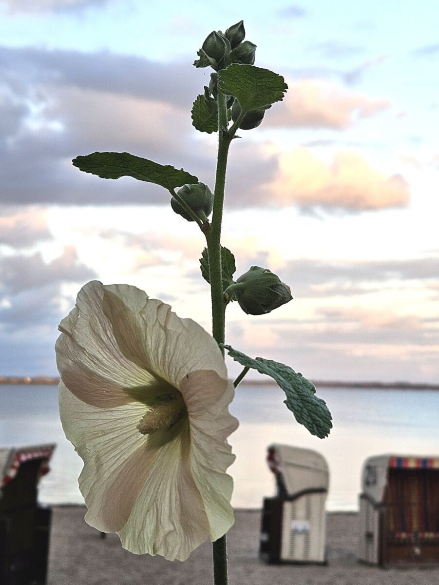 Stockrose am Strand im Abendlicht