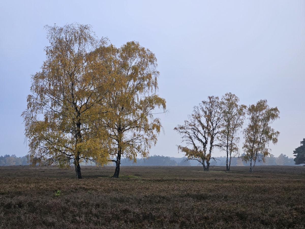 Birken mit gelbem Herbstlaub im Oktober 2026