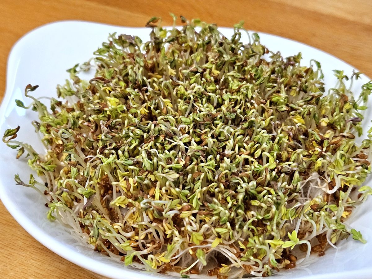 Gartenkresse in der Küche ziehen ohne Erde