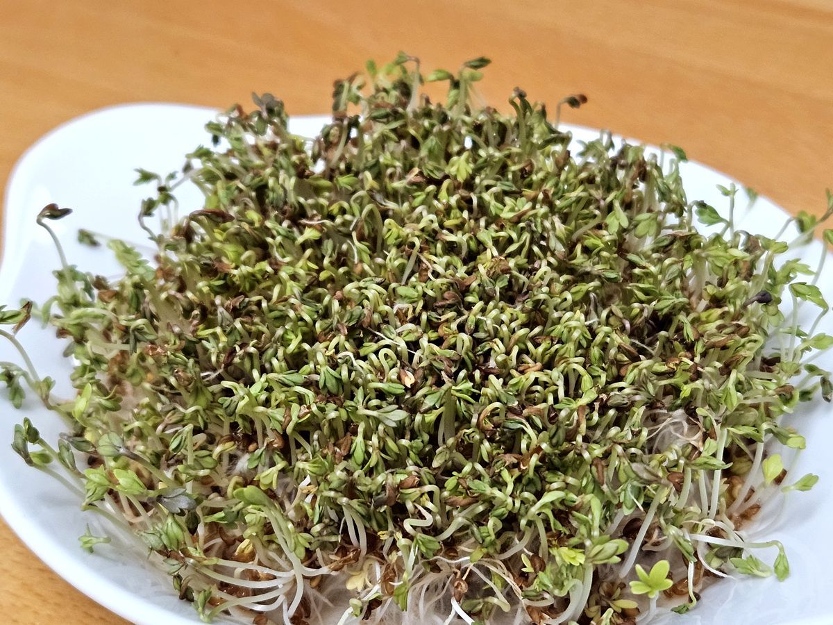 Gartenkresse in der Küche ziehen ohne Erde