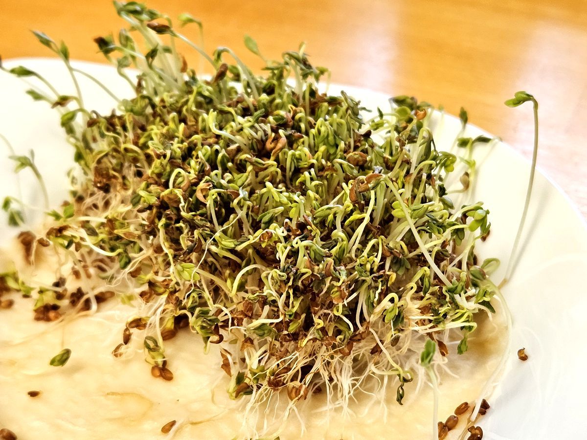 Gartenkresse in der Küche ziehen ohne Erde - erntereif